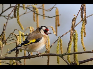 Nos amis les oiseaux Ralis par Ren Chevrot .
