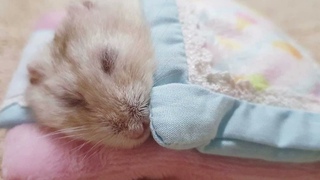 Колыбельная хомячкам