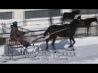 Чувашский Конный Завод. Жеребята 2012 года.