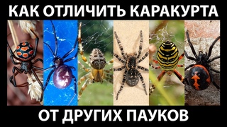 Как отличить каракурта от других пауков. Развенчание мифов