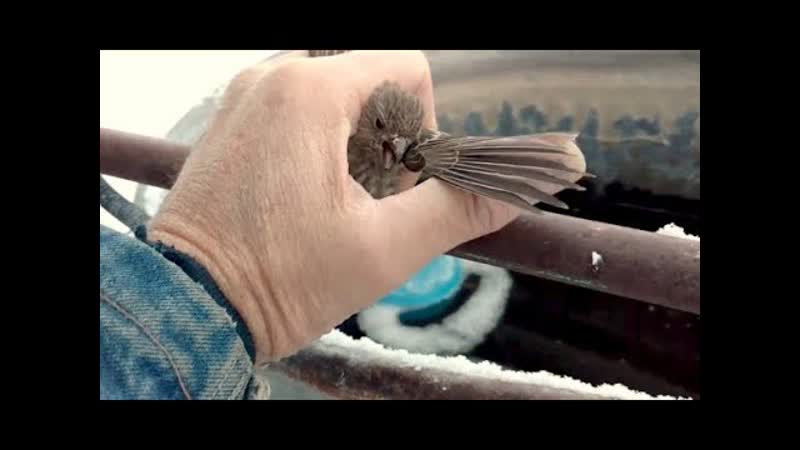 Man Saves Frozen Bird Stuck To