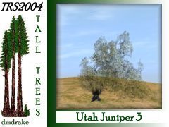 Utah Juniper 3 8m