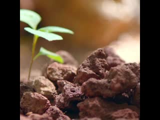 ASMR Jeju Volcanic