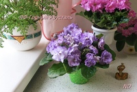 фиалка ле горный хрусталь.