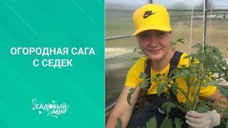 Собираем урожай огурцов  и ждем томаты в  дачном сезоне июнь 2020