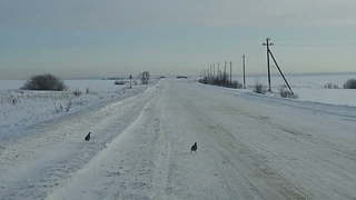 Серая куропатка, О  Шидленок