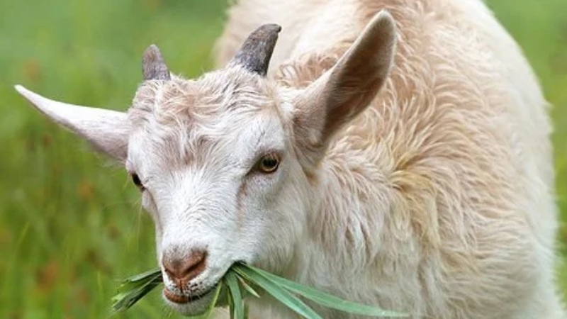 Herd Of Goats In The Rock Mountain Funny Goats Fun In The Grass Field Animals Funny
