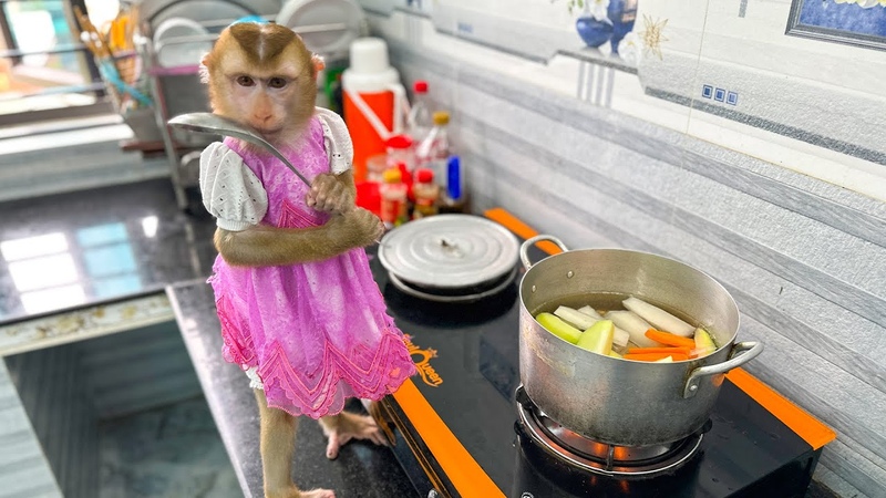 Monkey Kaka went to the kitchen to boil tubers for Diem is