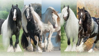 The Gypsy Vanner Horse Society