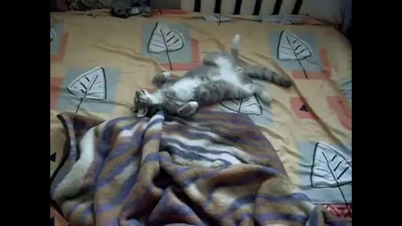Мёртвый кот и