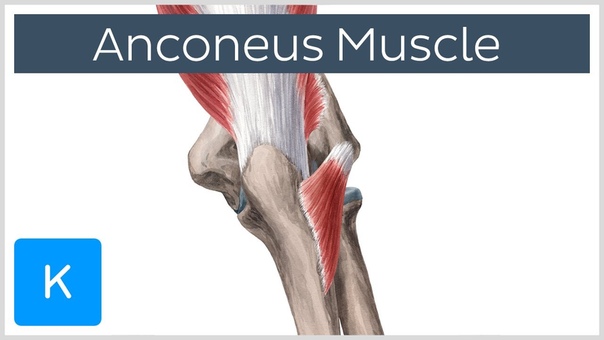Anconeus Muscle Origin, Insertion Innervation Human Anatomy,