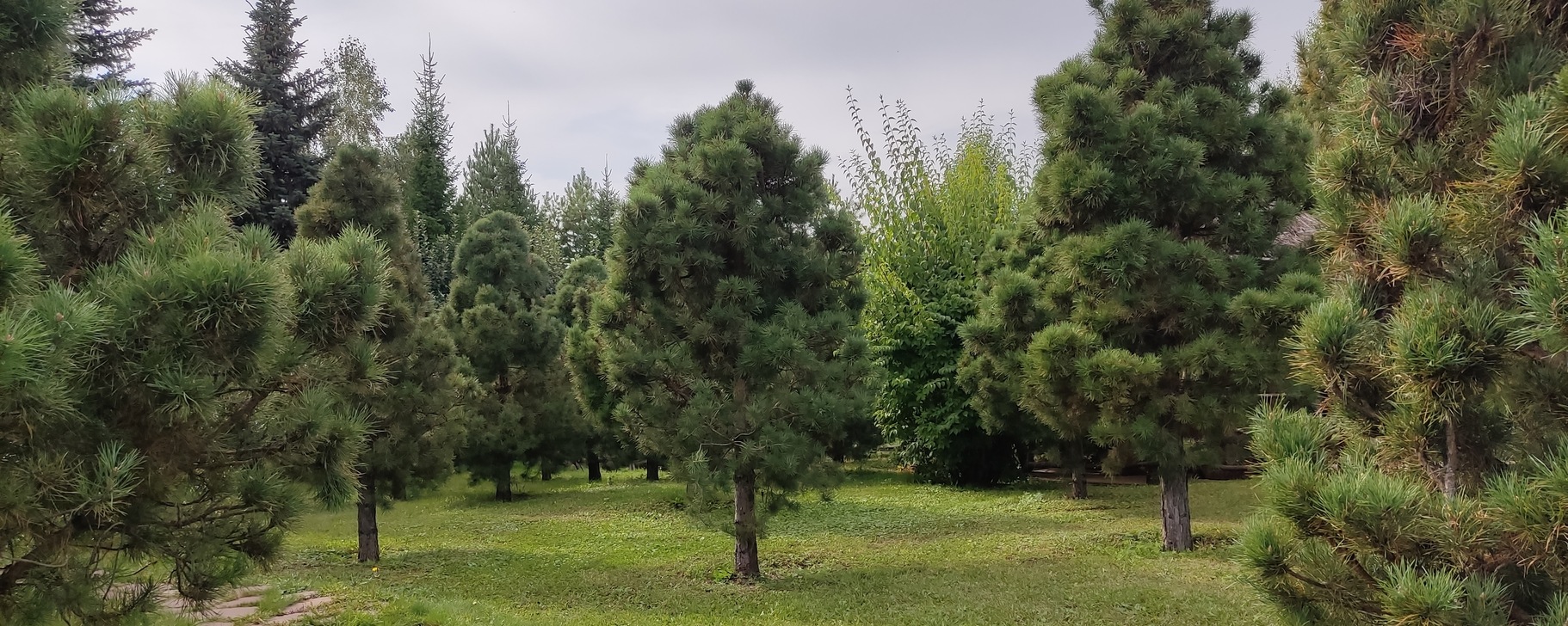 Посадка/продажа/Крупномеры/РБ/Уфа | Добро пожаловать в компанию "Твоё ...