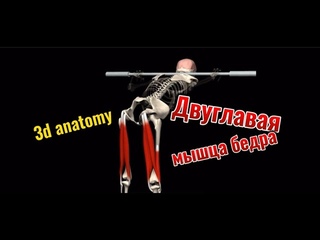 Двуглавая мышца бедра (бицепс бедра). 3d anatomy. MUSCLE MOTION