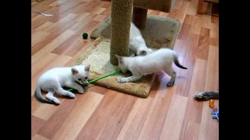 Как трое котят терзают одну дразнилку Смотреть всем