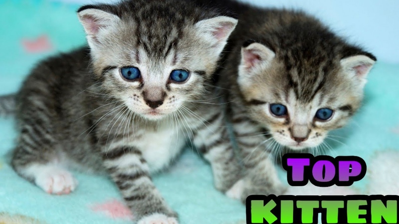 Cute kitten compilation 2021, Cute cats, Kittens,
