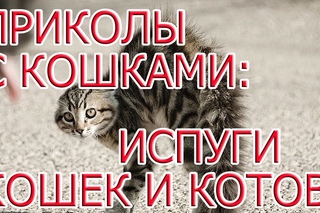 Коты пугаются. Испуги кошек и котов.  Приколы с кошками.