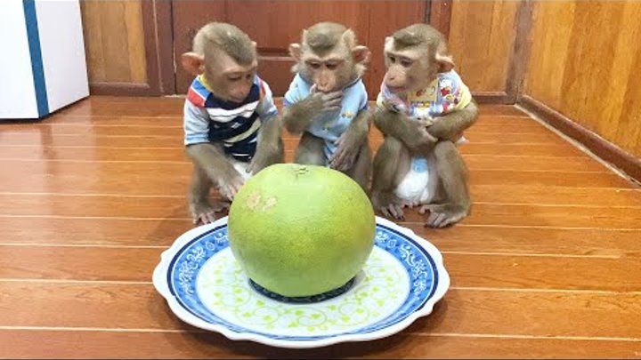Judee, Jaila Flloyd Si Iently Sit For Their Grapefruit