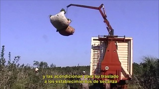 Cmo se produce la yerba para tus mates