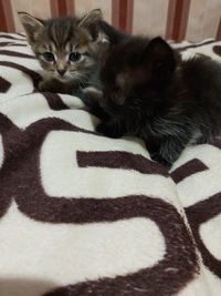 отдам котят в добрые руки в рубцовске. отдам котят в добрые руки в рубцовске. отдам котят в добрые руки. отдам котят в добрые руки в рубцовске. кеми отдам котят.