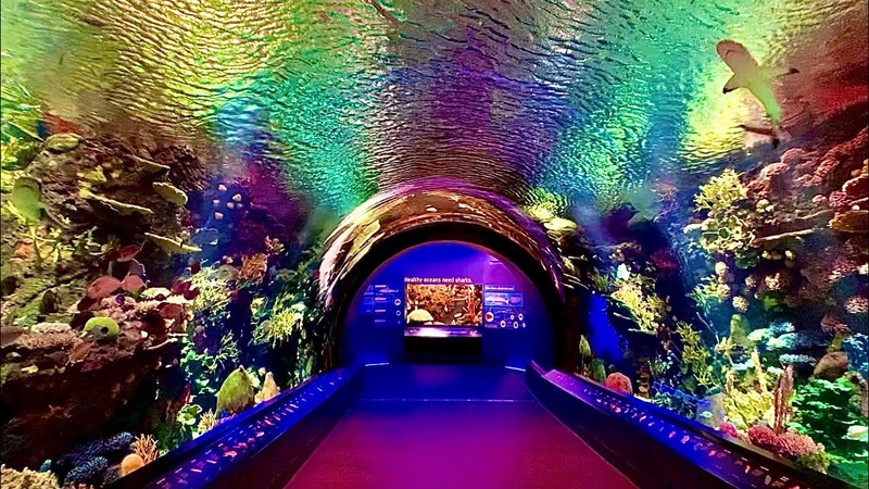 New York Aquarium Cinematic Walkthrough Tour NY Coney Island NYC Reef and new Shark