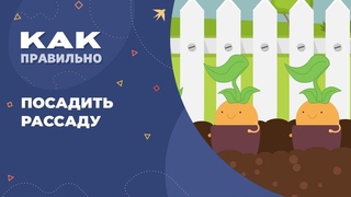 Как и когда сажать рассаду