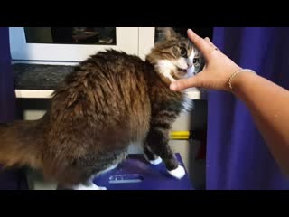Кот-геймер, который знает команду Фу кусь!