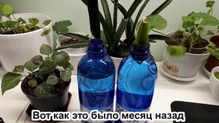 Размножение сансевьеры листовым черенком (update) + результат