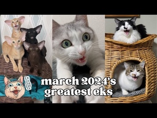 ekekekkekkek compilation - BEST Cat Chirping Chattering of March 2024