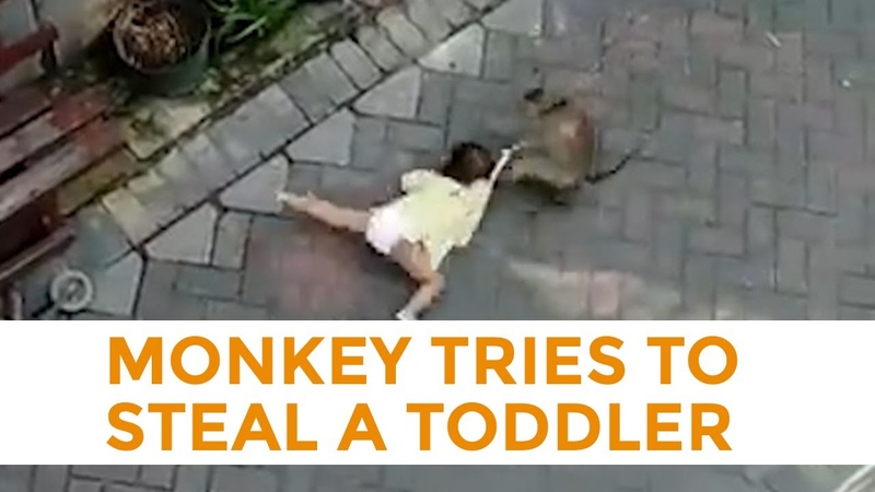 Monkey Riding A Bicycle Tries To Steal A