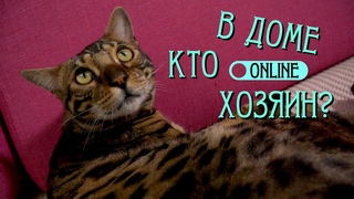 БЕНГАЛЫ - ЭТО КОШКИ НЕ ДЛЯ ДЕТЕЙ!