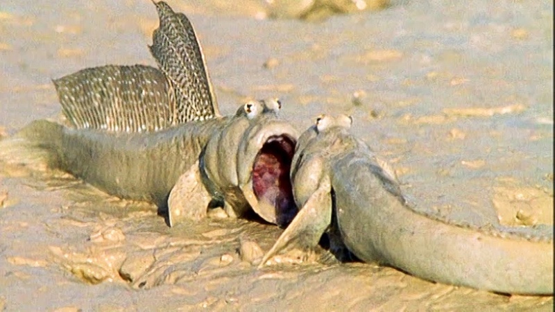 Sweaty Mudskippers Try To Cool Down, Walk On The Wild Side, Funny Talking Animals, BBC