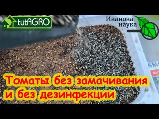 ПОСЕВ ТОМАТА НА РАССАДУ: без замочек и заморочек. СЕЙТЕ ТОМАТЫ ТОЛЬКО ТАК - РАССАДА ОЧЕНЬ КРЕПКАЯ.