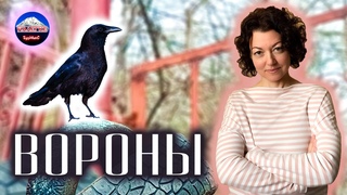 Дина Бурмина Вороны