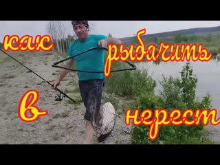 Сом и стерлядь в Рк Азарт. Ловля сома спиннингом на платнике.