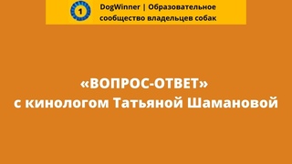 Что такое выдержка и как ее тренировать у собаки? «Вопрос-ответ» с кинологом Татьяной Шамановой