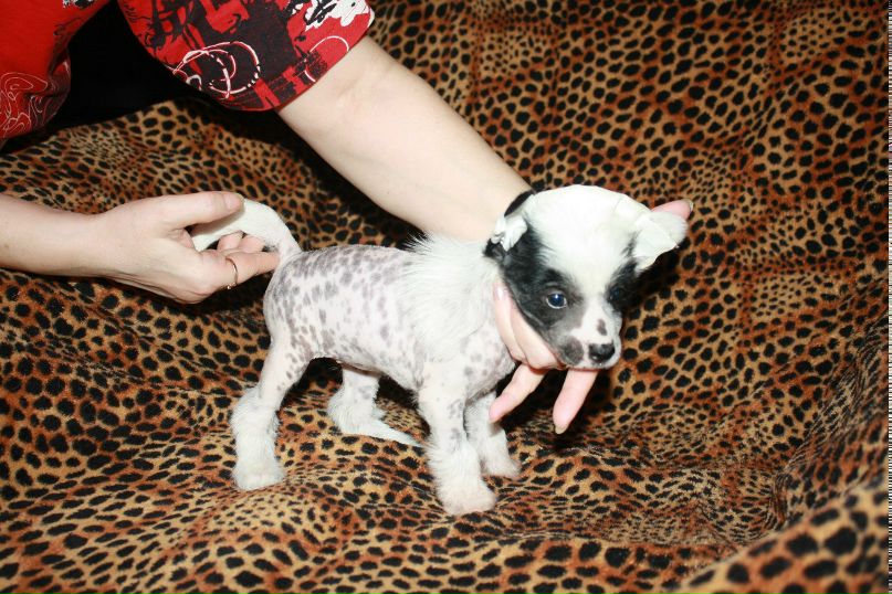 Дмитрий Липов | Зеленоград