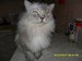 Ник Каморин фотография #17