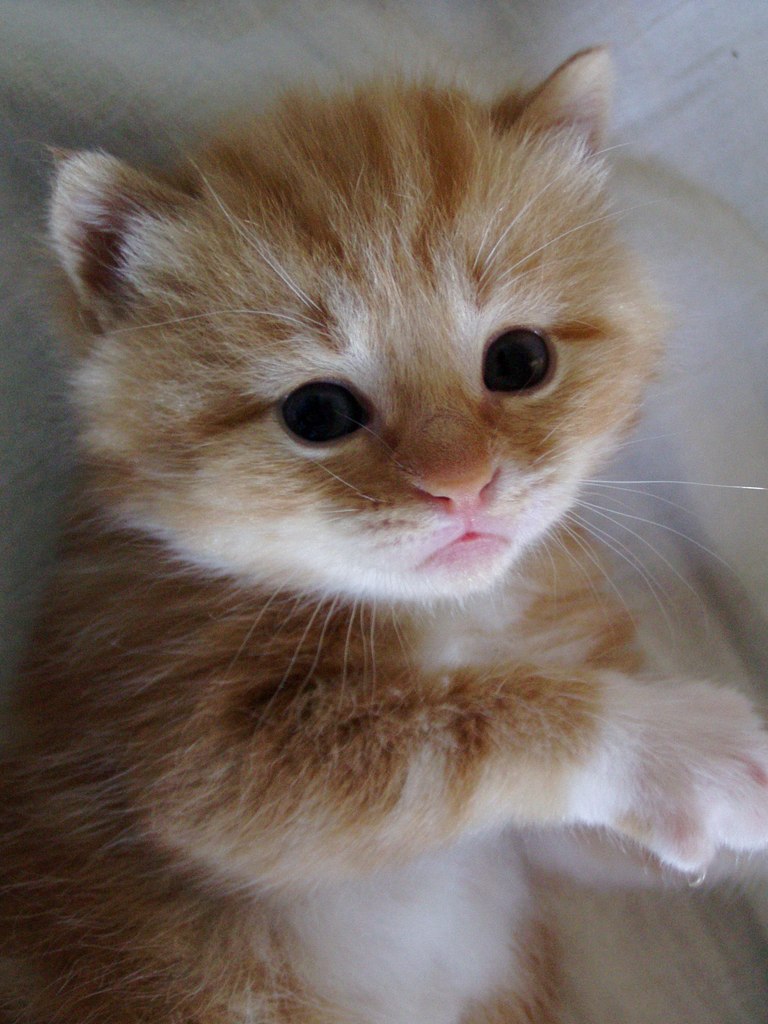 Ксения Иглевская | 