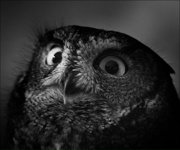 №106, Kollega Грудева, Кривой Рог №106, Kollega Грудева, Кривой Рог