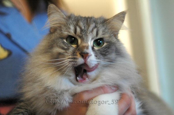 Людмила Кибукевич | Пермь