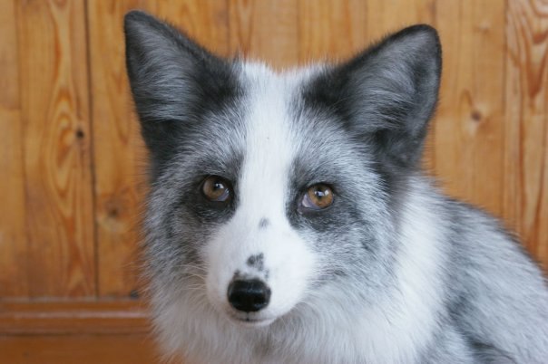 Евгений Лис aka Добрый Хитрый Лунный Чёрный | Лисичанск