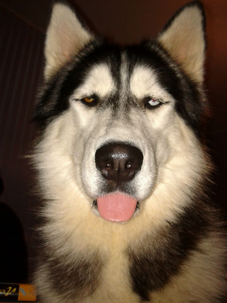 Виталий Кацай | Севастополь