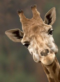 Надежда Kristensson | Västerås