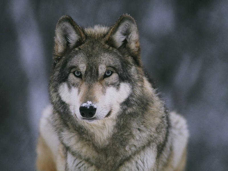 Паша Минаев | Нижний Новгород