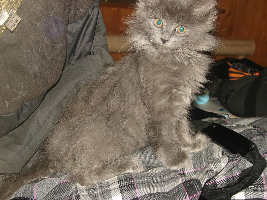 Александра Занфирова | Деденево