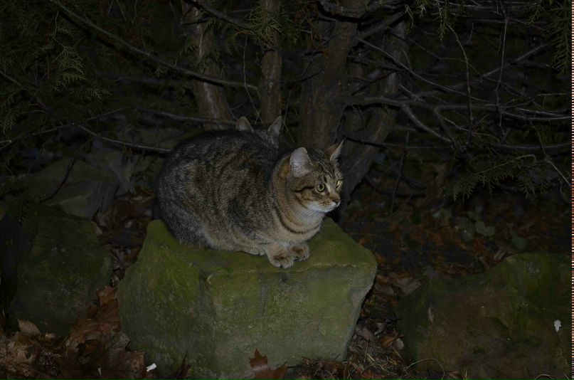 Паша Овчаренко | 