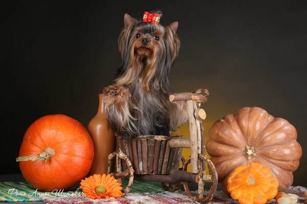 Галина Николаева | Санкт-Петербург