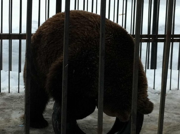 №174, Олечка Михайлова, 37 лет, Чебоксары №174, Олечка Михайлова, 37 лет, Чебоксары