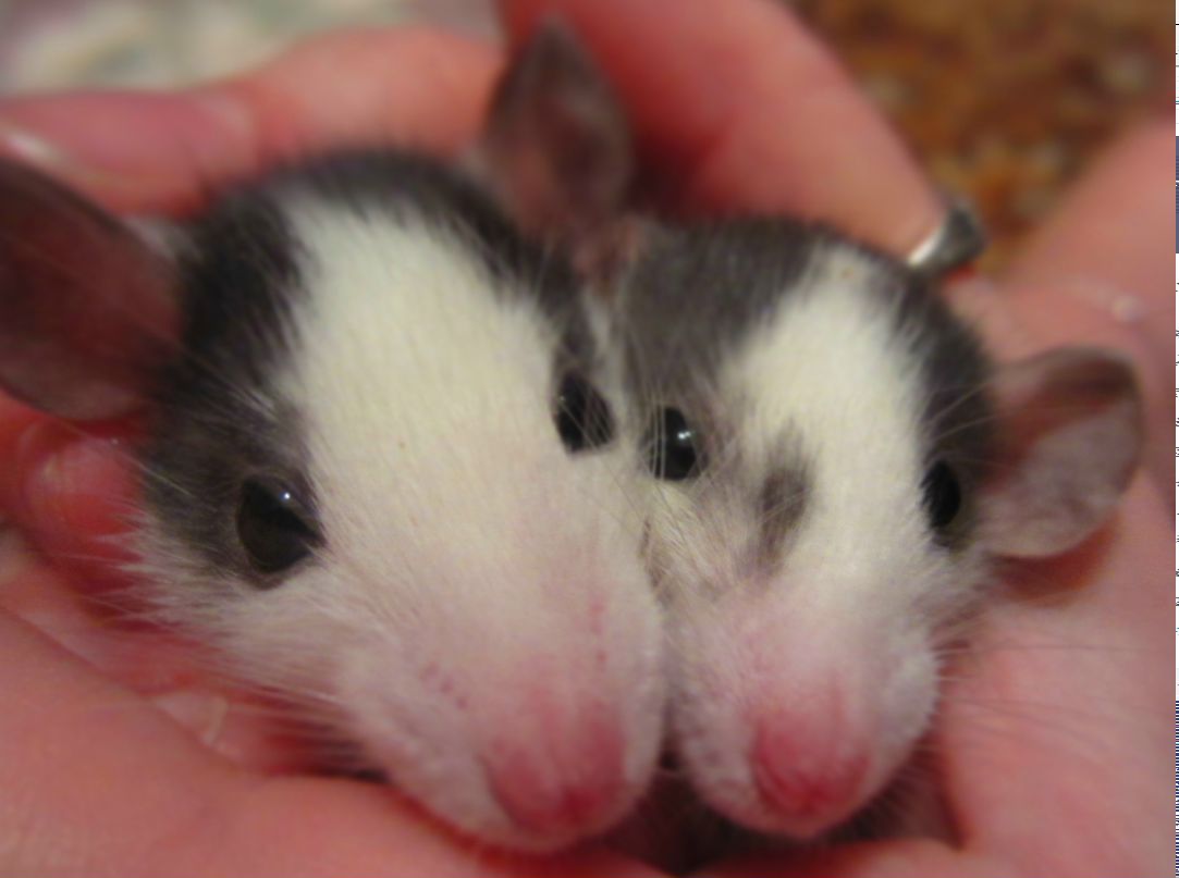 Заля Гобозова | Санкт-Петербург