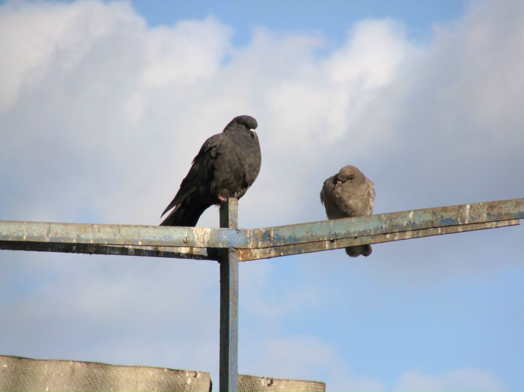 Андрей Пащенко | Харьков